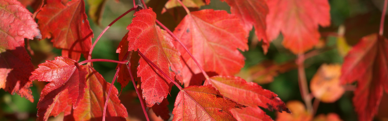 002_Header_von_Elling_Oktober_2023
