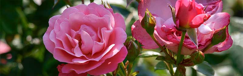 0001_Header_von_Elling_Juli_2026