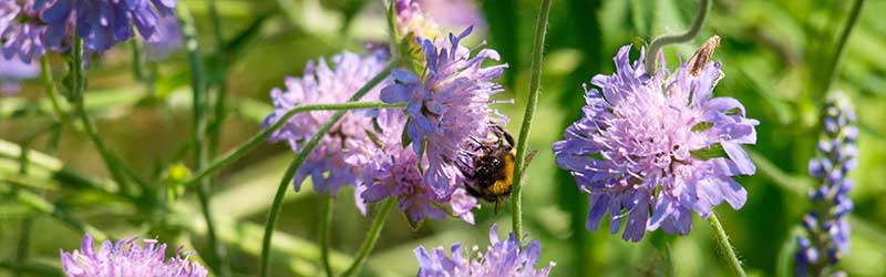 0002_Header_von_Elling_Juli_2026