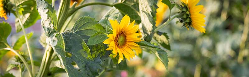 0003_Header_von_Elling_Juli_2026