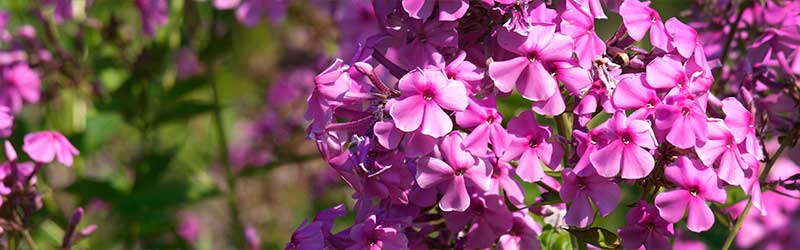 0006_Header_von_Elling_Juli_2026