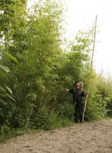 01_Bambus_von_Elling