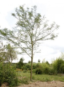 01_Christdorn_von_Elling