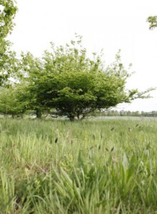 01_Hainbuche_von_Elling