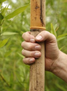 02_Bambus_von_Elling