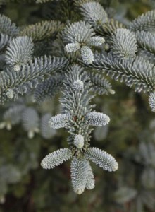 02_Blautanne_von_Elling