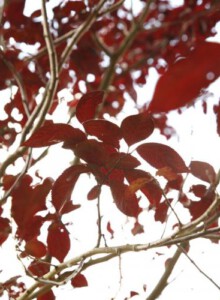 02_Blutpflaume_von_Elling