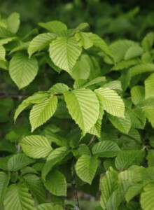 02_Hainbuche_von_Elling