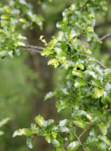 02_Scheinbuche_von_Elling