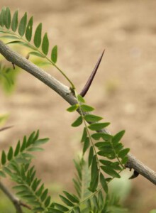 03_Christdorn_von_Elling