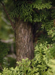 03_Lebensbaum_von_Elling