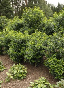 03_Port_Lorbeer_von_Elling