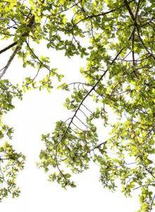 03_Scheinbuche_von_Elling